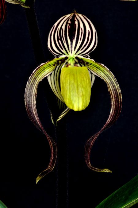 Paph. randsii? (2)